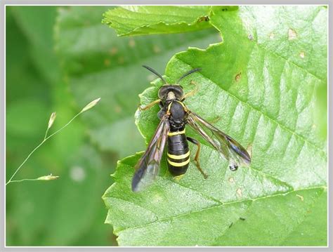 Galerie » Blanokřídlí (Hymenoptera)