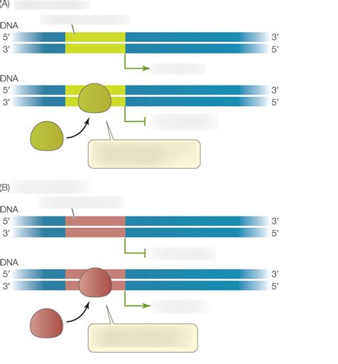 Image result for Positive and Negative Control Gene Regulation