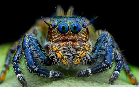 🔥 Free Download Jumping Spider Macro Insect Hd Wallpaper by @bibarra ...
