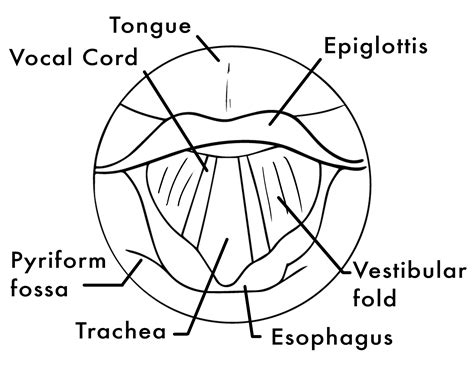 Learn to care for your voice — www.vocalpractices.com