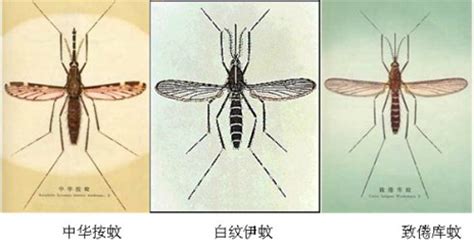 皮肤上的蚊子图片素材_免费下载_jpg图片格式_高清图片100093765_摄图网