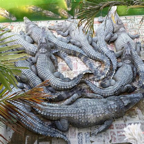 BATTAMBANG CROCODILE FARM (2025) All You Need to Know BEFORE You Go ...