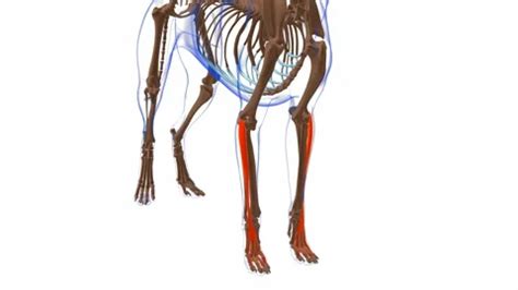 Image result for Extensor Digitorum Communis