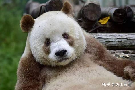 全球唯一现存棕色大熊猫——七仔_动物圈_生活_bilibili_哔哩哔哩