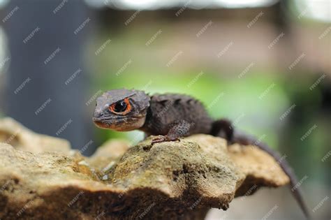 Red Eyed Crocodile Skink Full Grown