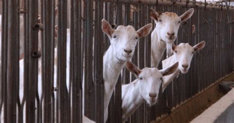 【中新网】甘肃环县：“科技范儿”养羊 培育良种基因建肉羊种业“芯片” - 庆阳网