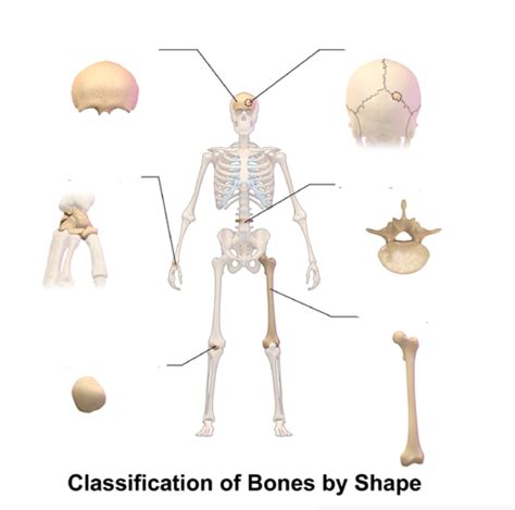 Image result for Human Bones Classification and Exaplain There Functions