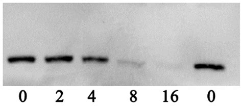 Thymol Protects Channel Catfish from Aeromonas hydrophila Infection by ...