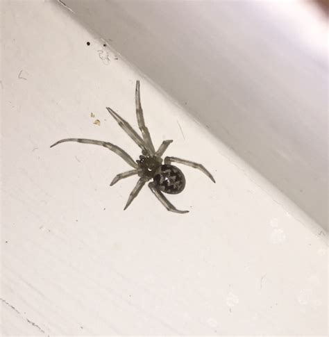 Steatoda triangulosa? (IL, indoors) : r/whatsthisbug