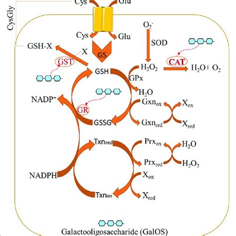 Image result for Pectin Structure