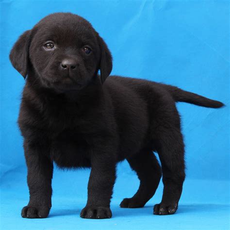 纯种拉布拉多犬幼犬狗狗出售 宠物拉布拉多犬可支付宝交易 拉布拉多犬 /编号10091603 - 宝贝它