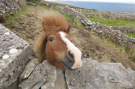 An Irish Pony in Connemara | Connemara pony, Images of ireland ...