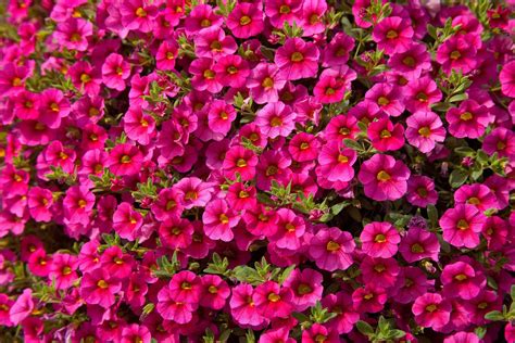 How to Grow & Care for Calibrachoa (Million Bells®)