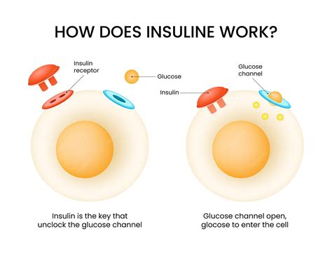 How insulin works visual explanation of glucose entry into cell | Premium Vector