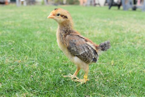 What Do Brown Leghorn Chicks Look Like at Joel Stanbury blog