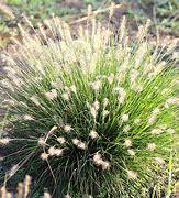Image result for Little Bunny Plant