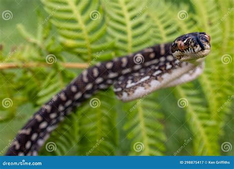 Image result for Australian Diamond Python