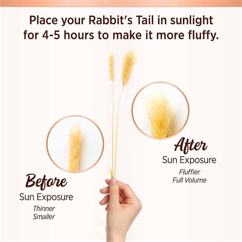 Buy Natural Dried Bunny Tail Grass - 60 Pieces, 17 Off White Dried ...