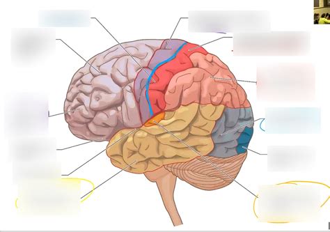 Cortex 的图像结果