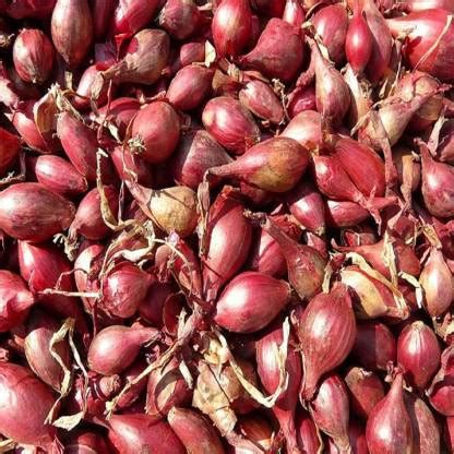 YOUNG STAR ONION Seed Price in India - Buy YOUNG STAR ONION Seed online ...