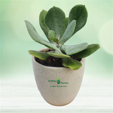 Kalanchoe Thyrsiflora