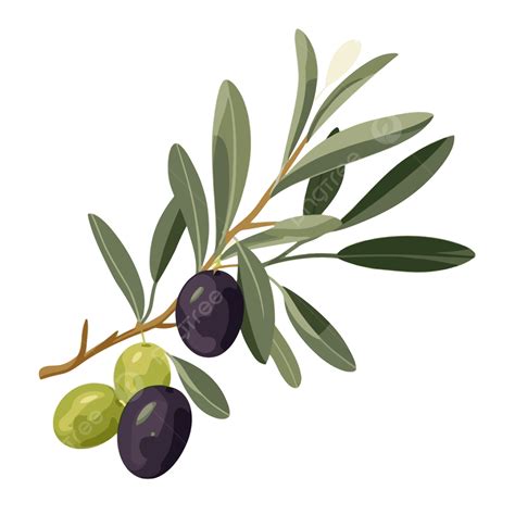 Olive Branch Vector Png at Ruby Vannatter blog