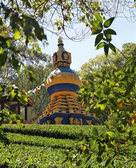 Why Mullumbimby is the New Byron | Travel Insider