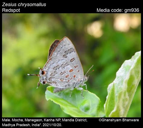 Zesius chrysomallus | Butterfly