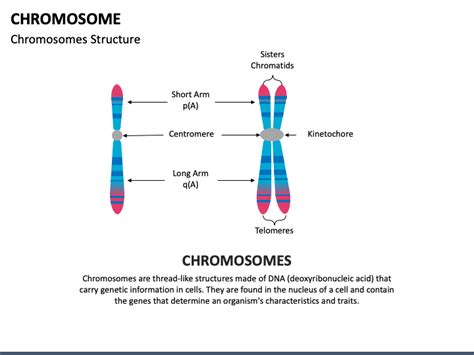 Image result for Chromosome Microarray Test