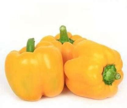 YOUNG STAR HYBRID YELLOW CAPSICUM(PILI SHIMLA MIRCH) Seed Price in ...