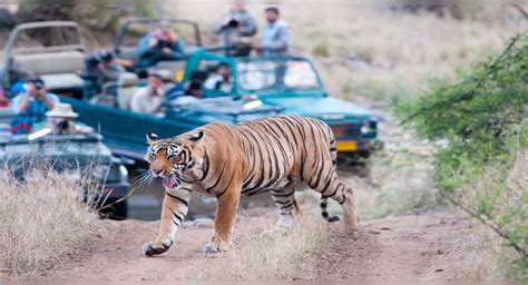All you need to know about Ranthambore National Park | TimesTravel