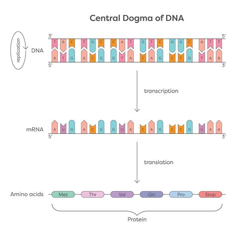 Central Dogma of DNA educational genetic illustration graphic 57365016 ...