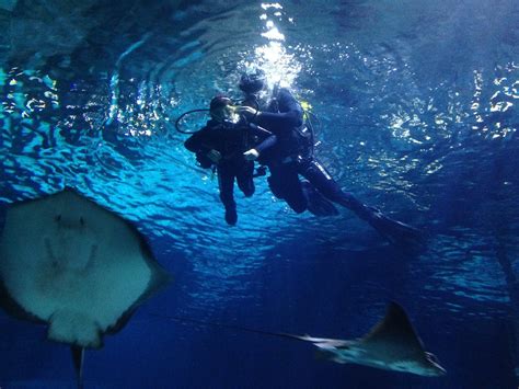 IMMERSIÓN CON TIBURONES AQUARIUM BARCELONA (2025) All You Need to Know ...