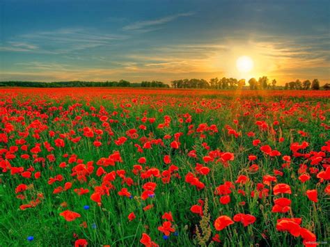 IN FLANDERS FIELDS – The Burning Platform