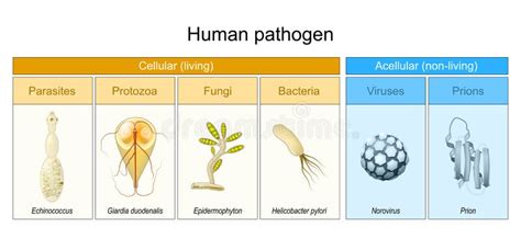 Image result for Pathogen Affect a Human Body
