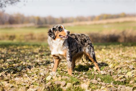 Australian Shepherd Bernese Mountain Dog Mix Breed Information — STOKESHIRE