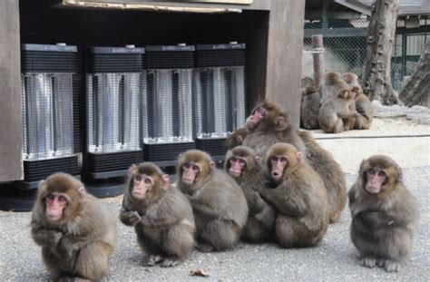 Zoo in Japan stellt Heizgeräte für Affen zur Verfügung