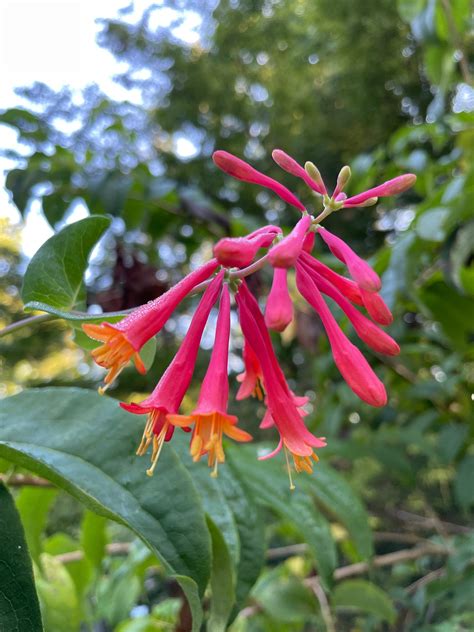 Coral Honeysuckle vine, Lonicera sempervirens – Flower Moon Nursery