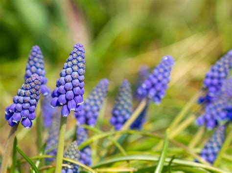 Post Bloom Grape Hyacinth Care: What To Do With Muscari Bulbs After Flowering
