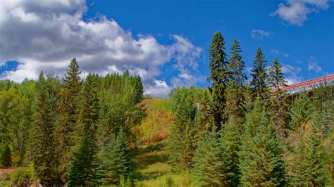 Download wallpaper 3840x2160 forest, trees, river, landscape, green 4k ...