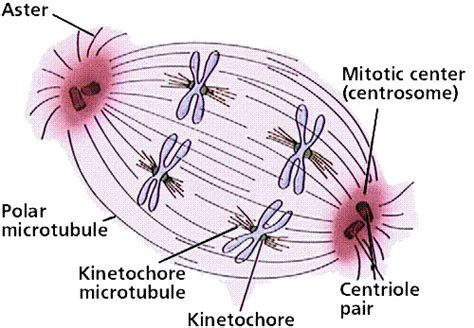 Mitosis--kinetochores, kinetochore fibers, centrioles, centrosomes ...