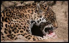 Jaguar Diet by Captivating Facts About The Food Jaguars Eat And Their Habitat Jaguar Diet