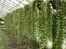 edera in vaso hanging plants search green walls hanging edera in vaso hanging plants search green walls hanging