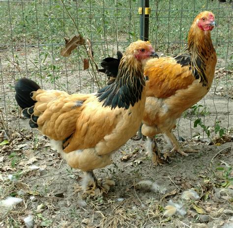 Buff Brahma Chickens - Brown Egg Laying Chicks | Cackle Hatchery