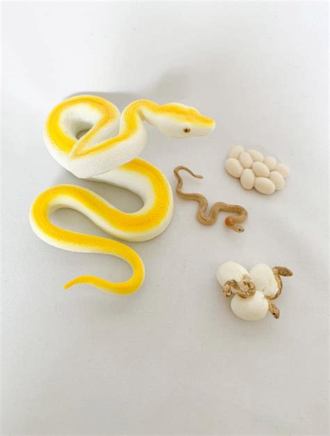 Image result for Python Life Cycle for Kids