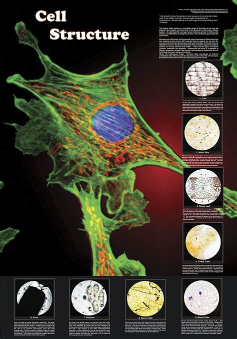 Cell Structure Poster 的图像结果