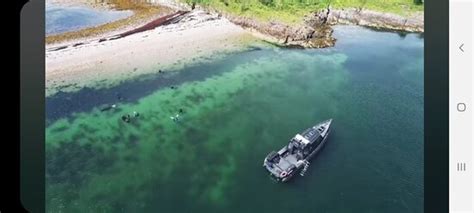 Basking Shark Scotland (Oban) - 2022 What to Know Before You Go (with ...