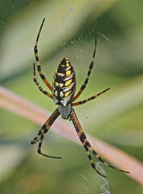 Are Black And Yellow Garden Spiders Poisonous To Humans / Feeding A Huge Spider The Yellow And ...