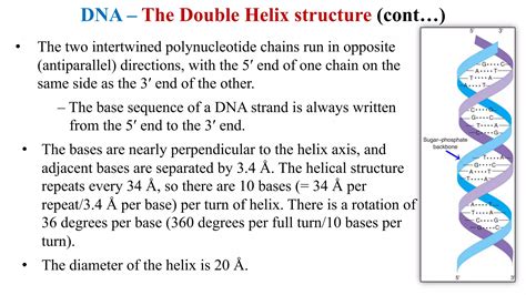 Biochemistry lecture notes nucleic acids | PDF