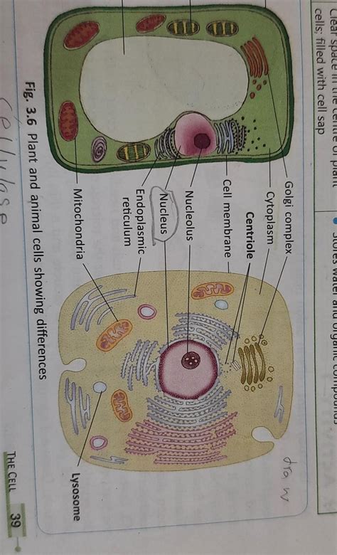 how to draw Animal cell - Brainly.in